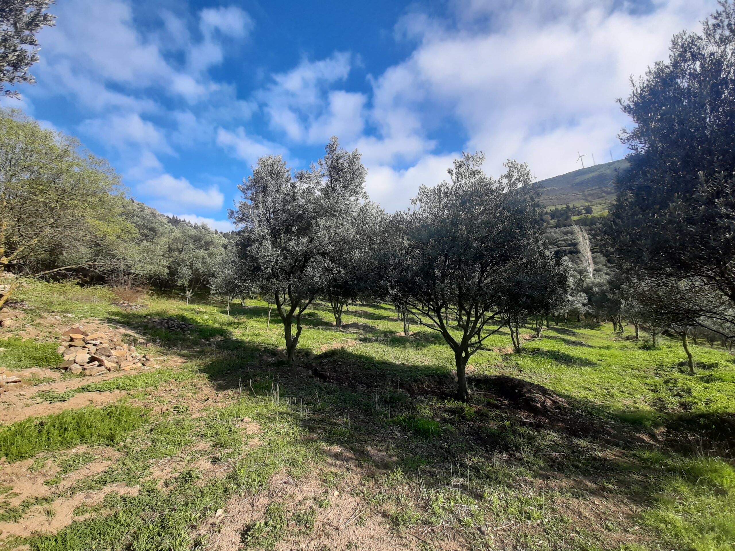 روغن زیتون خالص درمانی - مستقیم از کشاورزان زیتون رودبار - تصویر 6