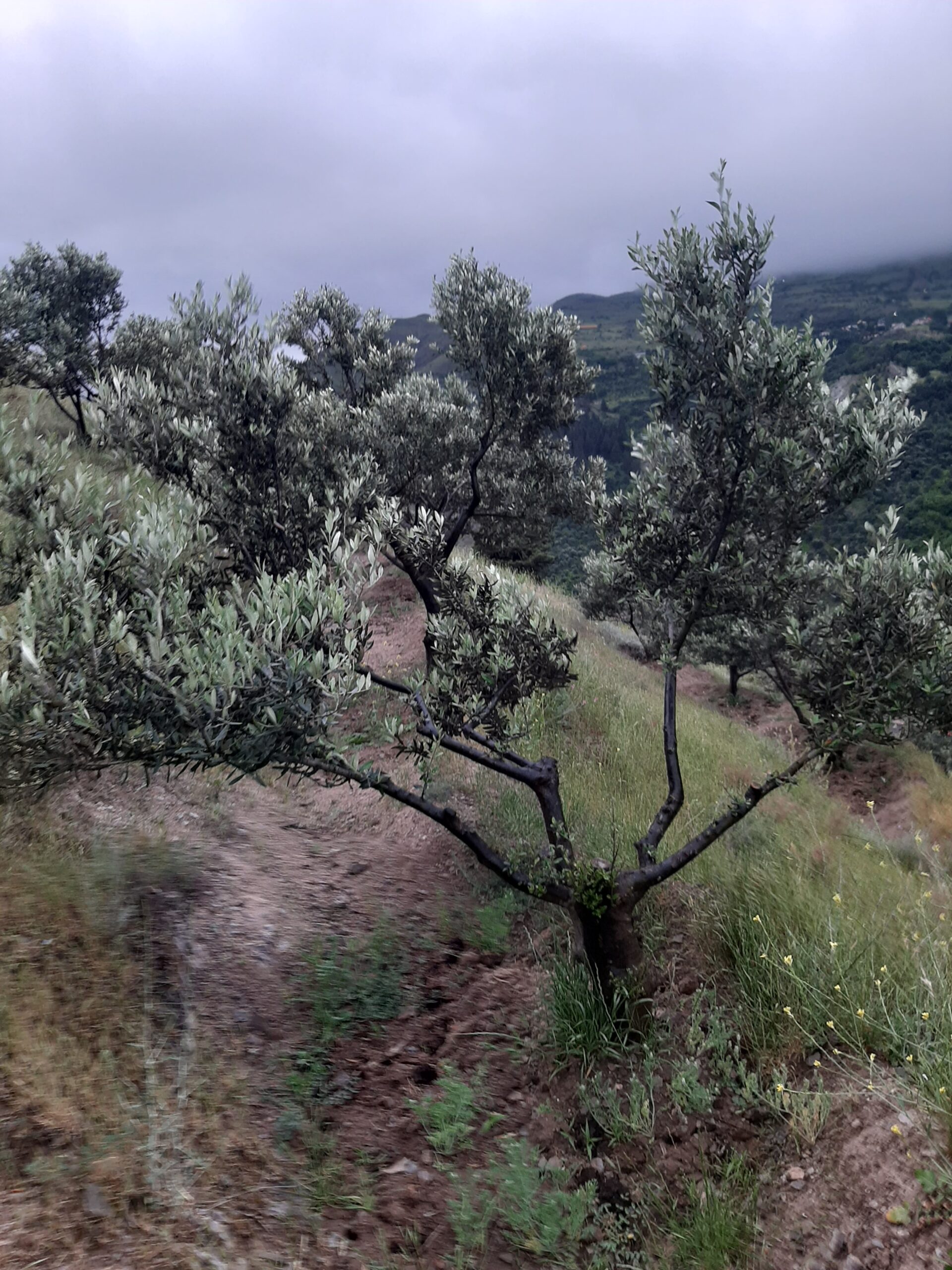 روغن زیتون خالص درمانی - مستقیم از کشاورزان زیتون رودبار - تصویر 2